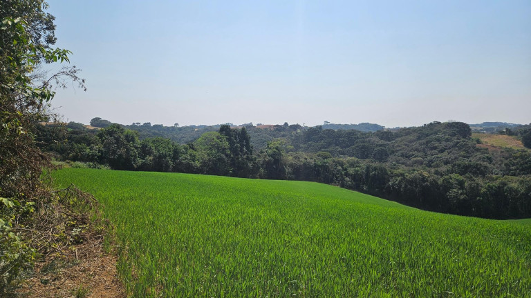 Imagem Fazenda à Venda, em Capela Velha - Araucaria Imagem Fazenda à Venda, em Capela Velha - Araucaria