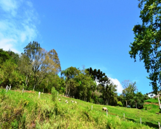 Imagem Imóvel à Venda, 7.477 m² em Vila Olinda - Nova Petrópolis