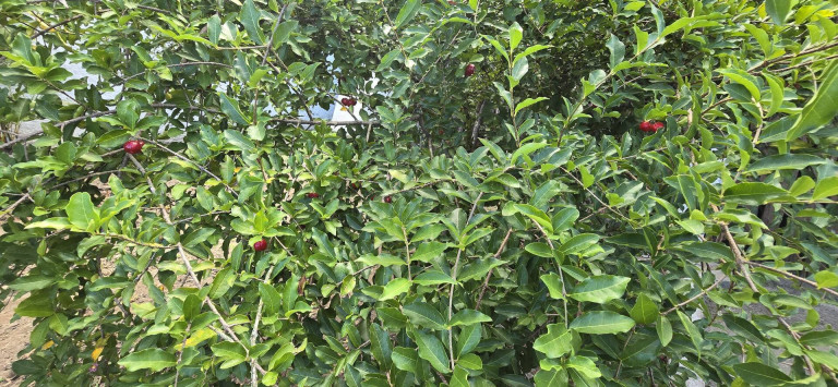 Imagem Chácara com 1 Quarto à Venda, 1.000 m² em Jardim Umuarama - Itanhaém Imagem Chácara com 1 Quarto à Venda, 1.000 m² em Jardim Umuarama - Itanhaém