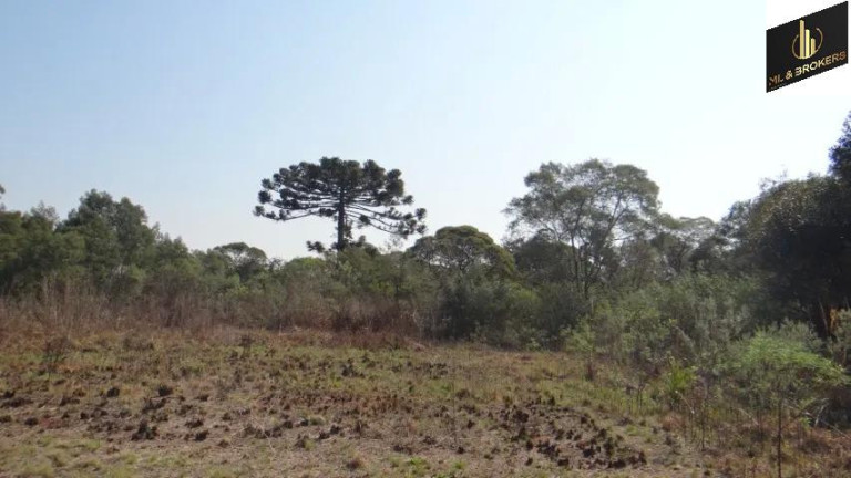 Imagem Imóvel com 4 Quartos à Venda, 84.000 m² em Jardim Itaqui - Campo Largo