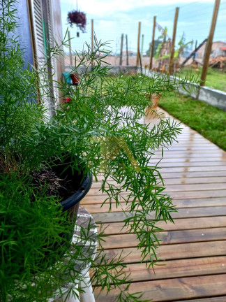 Imagem Imóvel com 2 Quartos à Venda, 50 m² em Campo Duna - Garopaba