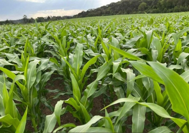 Imagem Fazenda à Venda, 242.000 m² em Centro - Sao Mateus Do Sul