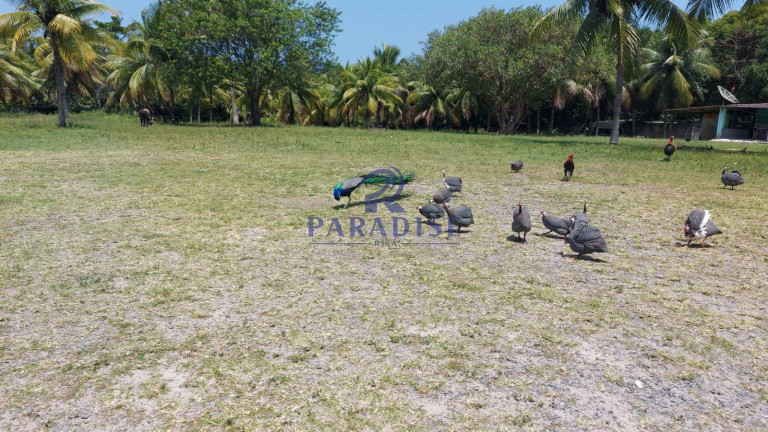 Imagem Fazenda à Venda, 6.800 m² em Monte Gordo (monte Gordo) - Camaçari Imagem Fazenda à Venda, 6.800 m² em Monte Gordo (monte Gordo) - Camaçari