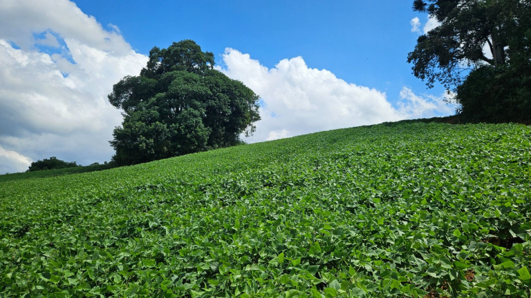Imagem Fazenda à Venda, em Zona Rural - Araucaria Imagem Fazenda à Venda, em Zona Rural - Araucaria