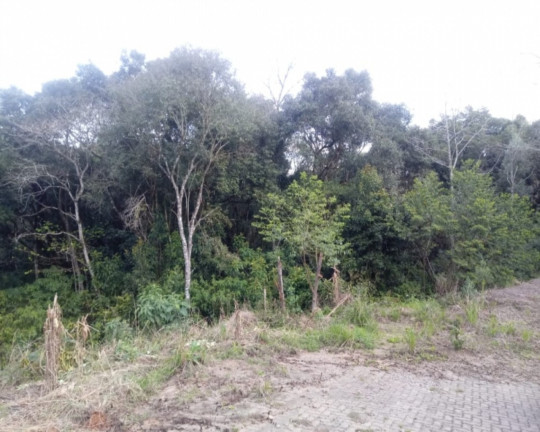Imagem Imóvel à Venda, 2.024 m² em Vila Germânia - Nova Petrópolis
