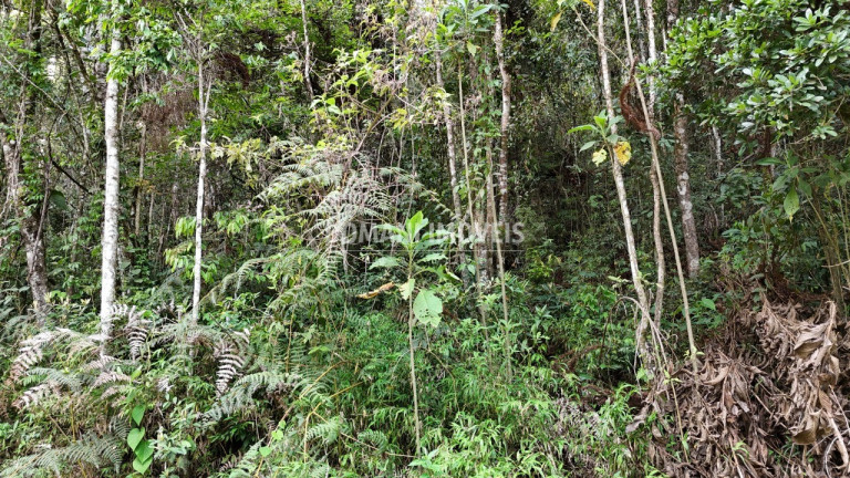 Terreno à Venda, 1.030 m² em Região Do Parque Pedra Do Baú - Campos Do Jordão