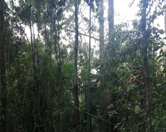 Imagem Imóvel à Venda, em Linha Olinda - Nova Petrópolis Imagem Imóvel à Venda, em Linha Olinda - Nova Petrópolis