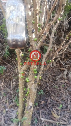 Terreno à Venda, 2.000 m² em Jardim Colônia - Jacareí