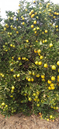 Imagem Fazenda à Venda, 300 m² em Area Rural - Lins