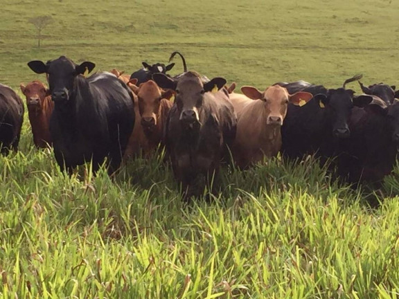 Fazenda à Venda, 120 m² em Zona Rural - Cruzília