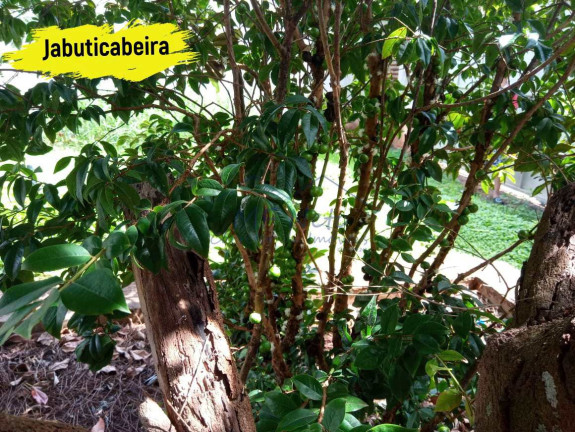 Imagem Terreno à Venda, 250 m² em Jardim Limoeiro - Pirassununga