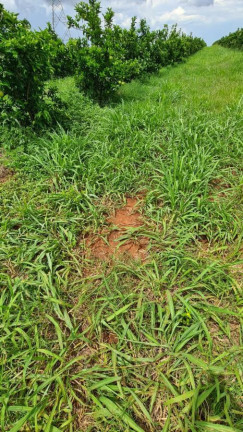 Imagem Fazenda à Venda, 181 m² em Rural - Araraquara Imagem Fazenda à Venda, 181 m² em Rural - Araraquara