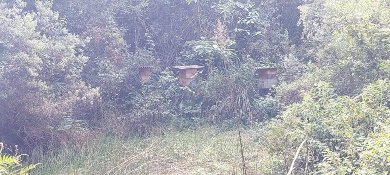 Imagem Chácara com 2 Quartos à Venda, 1 m² em Bateias - Campo Largo