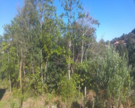 Imagem Terreno à Venda, 390 m² em Recanto Dos Platanos - Nova Petrópolis Imagem Terreno à Venda, 390 m² em Recanto Dos Platanos - Nova Petrópolis