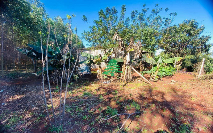 Imagem Chácara com 3 Quartos à Venda, 3.870 m² em Aparecidinha - Santa Terezinha De Itaipu