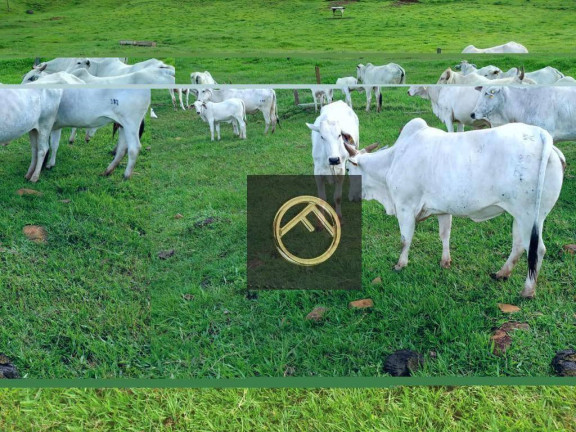 Imagem Fazenda à Venda, 2.928.200 m² em Guampará - Marquinho Imagem Fazenda à Venda, 2.928.200 m² em Guampará - Marquinho