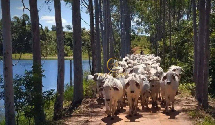 Fazenda à Venda, 11.340.000 m² em Zona Rural - Campo Grande