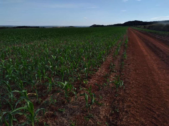 Imagem Fazenda à Venda, 750 m² em Rural - Bela Vista Imagem Fazenda à Venda, 750 m² em Rural - Bela Vista