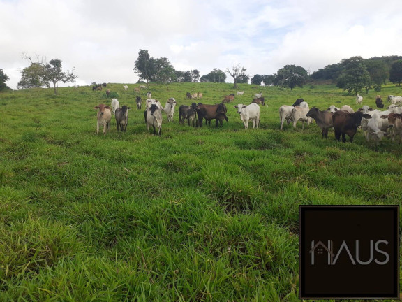 Imagem Chácara à Venda, 7.150.000.000 m² em Santo Hipólito Imagem Chácara à Venda, 7.150.000.000 m² em Santo Hipólito