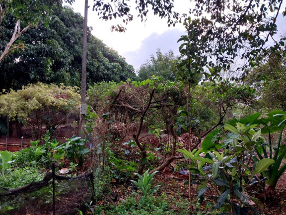 Imagem Chácara com 3 Quartos à Venda, 1.500 m² em Vilagio Das Palmeiras - Sabáudia Imagem Chácara com 3 Quartos à Venda, 1.500 m² em Vilagio Das Palmeiras - Sabáudia
