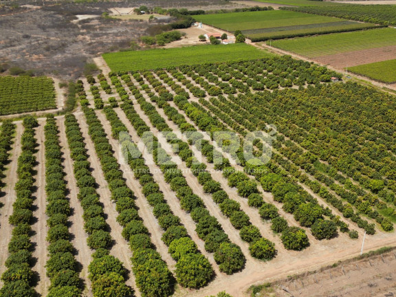 Imagem Fazenda à Venda, em área Rual - Petrolina Imagem Fazenda à Venda, em área Rual - Petrolina