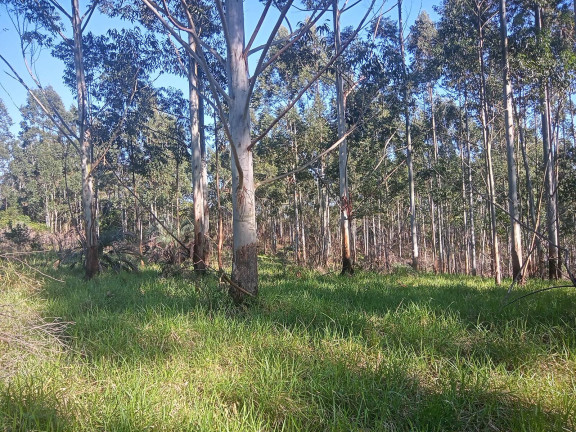 Imagem Chácara à Venda, 29.000 m² em Pimenta - Viamão Imagem Chácara à Venda, 29.000 m² em Pimenta - Viamão