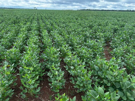 Imagem Fazenda à Venda, 9.700 m² em Rural - Pontes E Lacerda Imagem Fazenda à Venda, 9.700 m² em Rural - Pontes E Lacerda