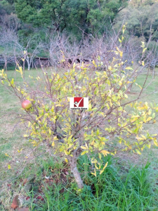 Imagem Imóvel com 4 Quartos à Venda, 6 m² em Morro Reuter