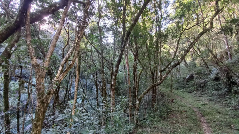 Imagem Imóvel com 3 Quartos à Venda, 11 m² em Olaria - Bocaiúva Do Sul