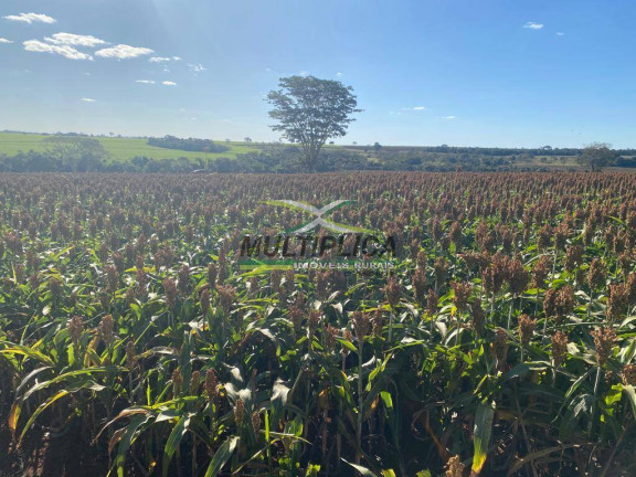Imagem Fazenda à Venda, 372 m² em Conceição Das Alagoas Imagem Fazenda à Venda, 372 m² em Conceição Das Alagoas