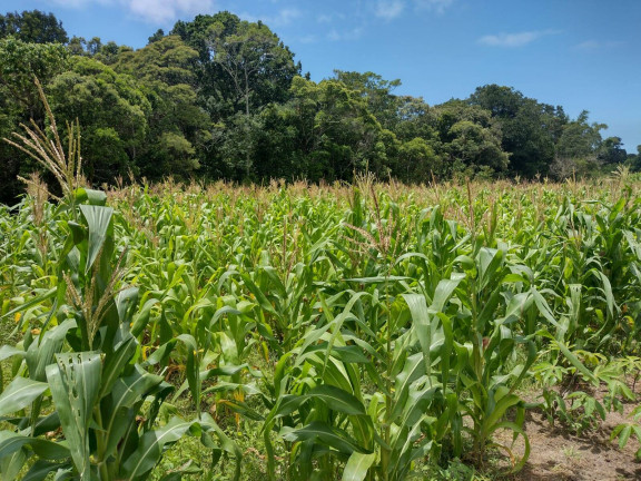 Fazenda à Venda, 80 m² em São João Do Rio Vermelho - Florianópolis