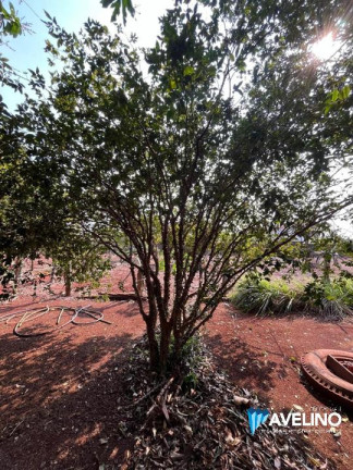 Imagem Imóvel com 1 Quarto à Venda, 5.750 m² em Conjunto Habitacional Izidro Pedroso - Dourados
