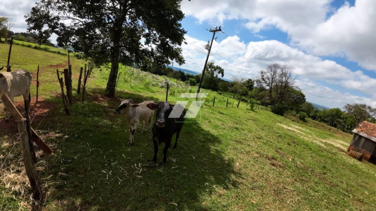 Imagem Fazenda à Venda, 52.600 m² em Gleba N 2 Da Colônia Cielito - Santa Teresa Do Oeste Imagem Fazenda à Venda, 52.600 m² em Gleba N 2 Da Colônia Cielito - Santa Teresa Do Oeste