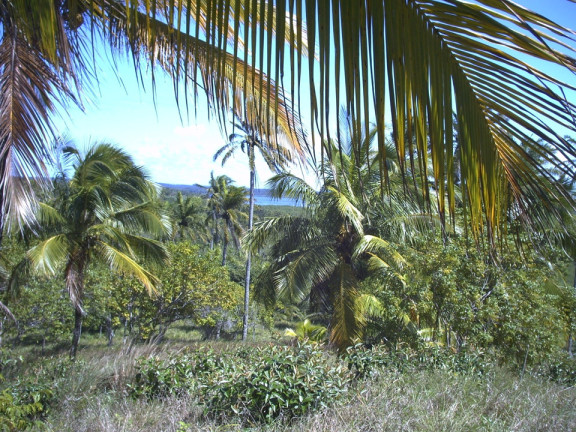 Imagem Terreno à Venda, em Saquaíra - Marau Imagem Terreno à Venda, em Saquaíra - Marau