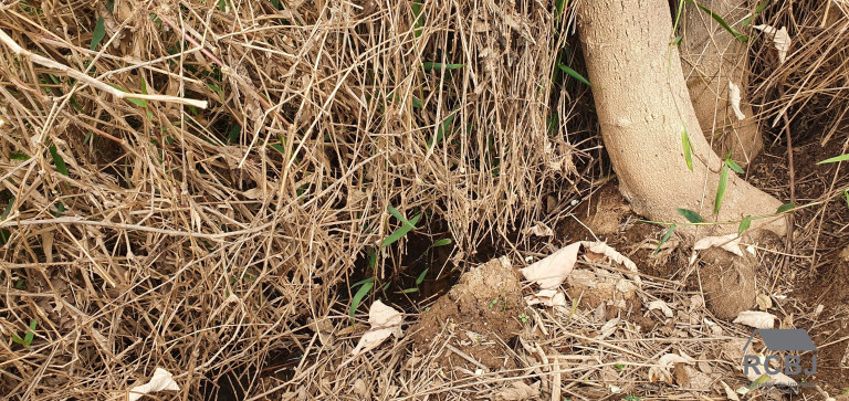 Imagem Terreno à Venda, 1.533 m² em Andiroba - Esmeraldas