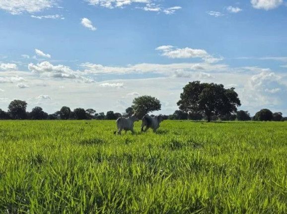 Imagem Fazenda à Venda, 11 m² em Ponte Rio Palmeiral - Mundo Novo Imagem Fazenda à Venda, 11 m² em Ponte Rio Palmeiral - Mundo Novo