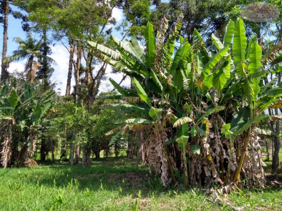 Imagem Casa com 3 Quartos à Venda, 150.000 m² em Taiaçupeba - Mogi Das Cruzes