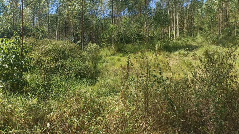Imagem Chácara com 1 Quarto à Venda, 200 m² em Mirandão - Paraibuna Imagem Chácara com 1 Quarto à Venda, 200 m² em Mirandão - Paraibuna