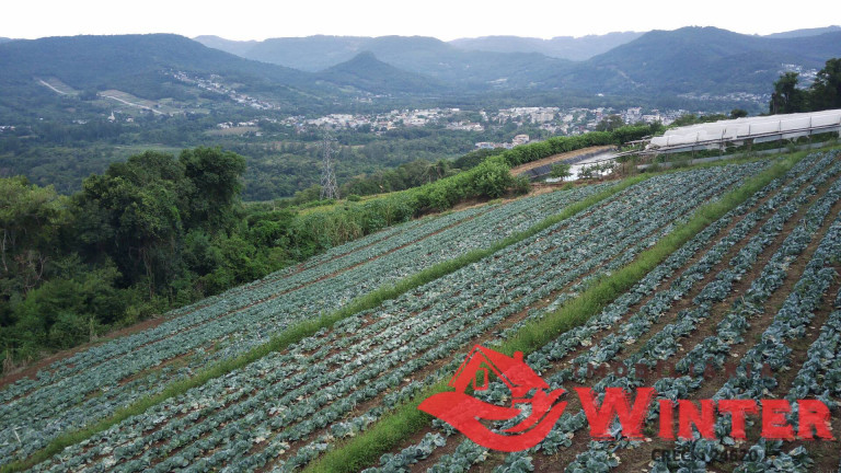 Imagem Chácara à Venda, 16 m² em Picão - Feliz Imagem Chácara à Venda, 16 m² em Picão - Feliz