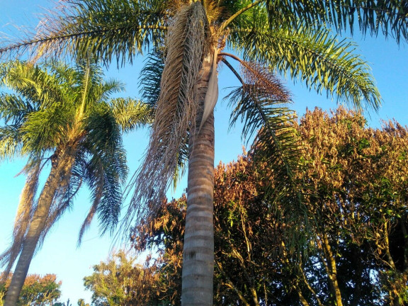 Imagem Chácara com 2 Quartos à Venda, 1.180 m² em Campo Do Meio - Araçoiaba Da Serra