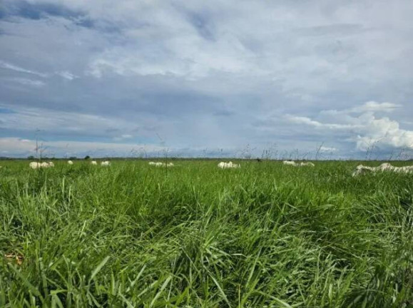 Imagem Fazenda à Venda, 11 m² em Ponte Rio Palmeiral - Mundo Novo Imagem Fazenda à Venda, 11 m² em Ponte Rio Palmeiral - Mundo Novo