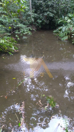 Imagem Fazenda à Venda, 15 m² em Laranjal - Imaruí Imagem Fazenda à Venda, 15 m² em Laranjal - Imaruí