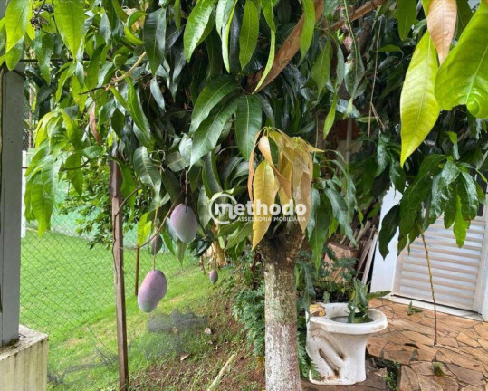 Imagem Chácara com 3 Quartos à Venda, 1.280 m² em Centro - Cosmópolis Imagem Chácara com 3 Quartos à Venda, 1.280 m² em Centro - Cosmópolis