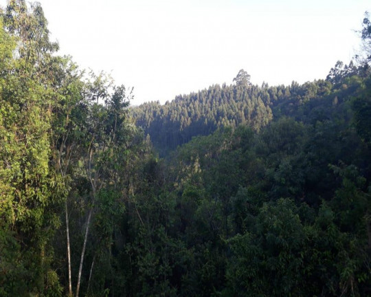 Imagem Imóvel à Venda, em Linha Olinda - Nova Petrópolis Imagem Imóvel à Venda, em Linha Olinda - Nova Petrópolis
