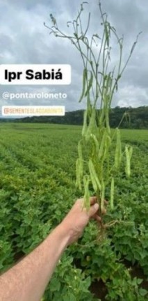 Imagem Fazenda à Venda, 242.000 m² em Centro - Sao Mateus Do Sul