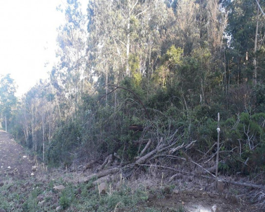 Imagem Imóvel à Venda, em Linha Olinda - Nova Petrópolis Imagem Imóvel à Venda, em Linha Olinda - Nova Petrópolis