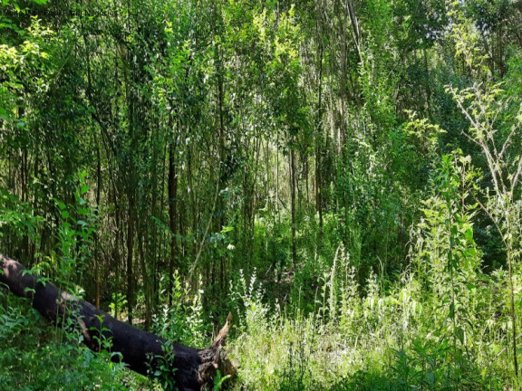 Imagem Terreno à Venda, 150 m² em Linha Araripe - Nova Petrópolis