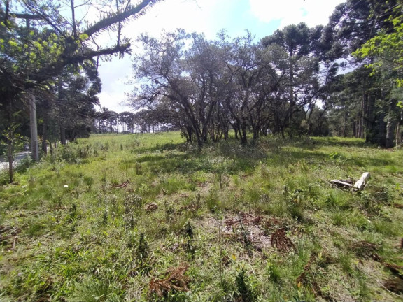 Imagem Terreno à Venda, 5.000 m² em Contenda - São José Dos Pinhais Imagem Terreno à Venda, 5.000 m² em Contenda - São José Dos Pinhais