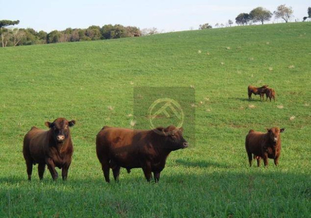 Fazenda à Venda, 24.200.000 m² em Centro - Douradina