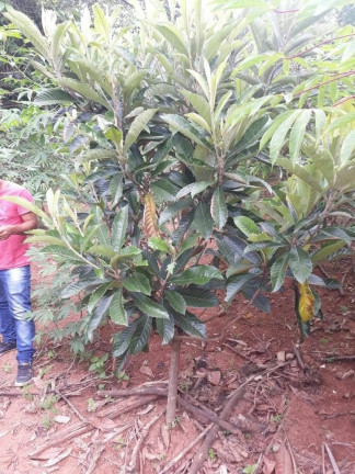 Imagem Imóvel à Venda, 1.400 m² em Boa Vista Dos Silva - Bragança Paulista Imagem Imóvel à Venda, 1.400 m² em Boa Vista Dos Silva - Bragança Paulista